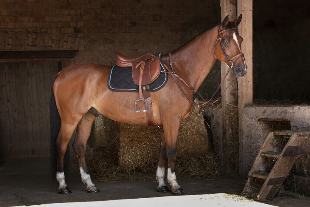 Eric Thomas Hybrid Vorderzeug