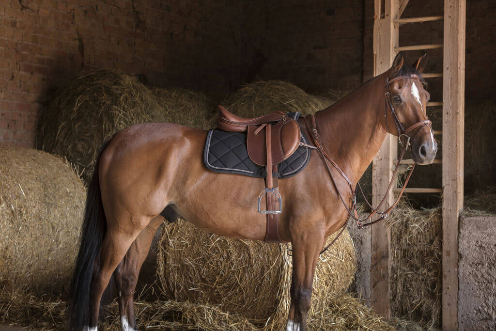 Eric Thomas Hybrid Vorderzeug