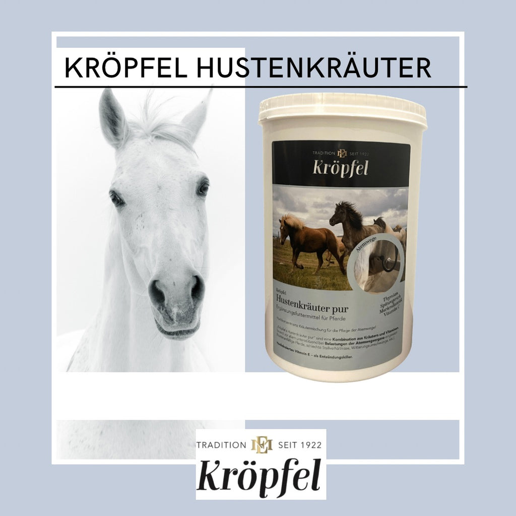 Kröpfel Hustenkräuter