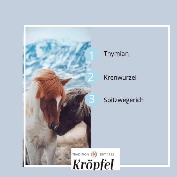 Kröpfel Hustenkräuter