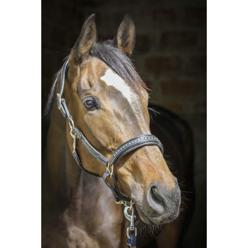 Penelope Lederhalfter „Point Sellier“ schwarz